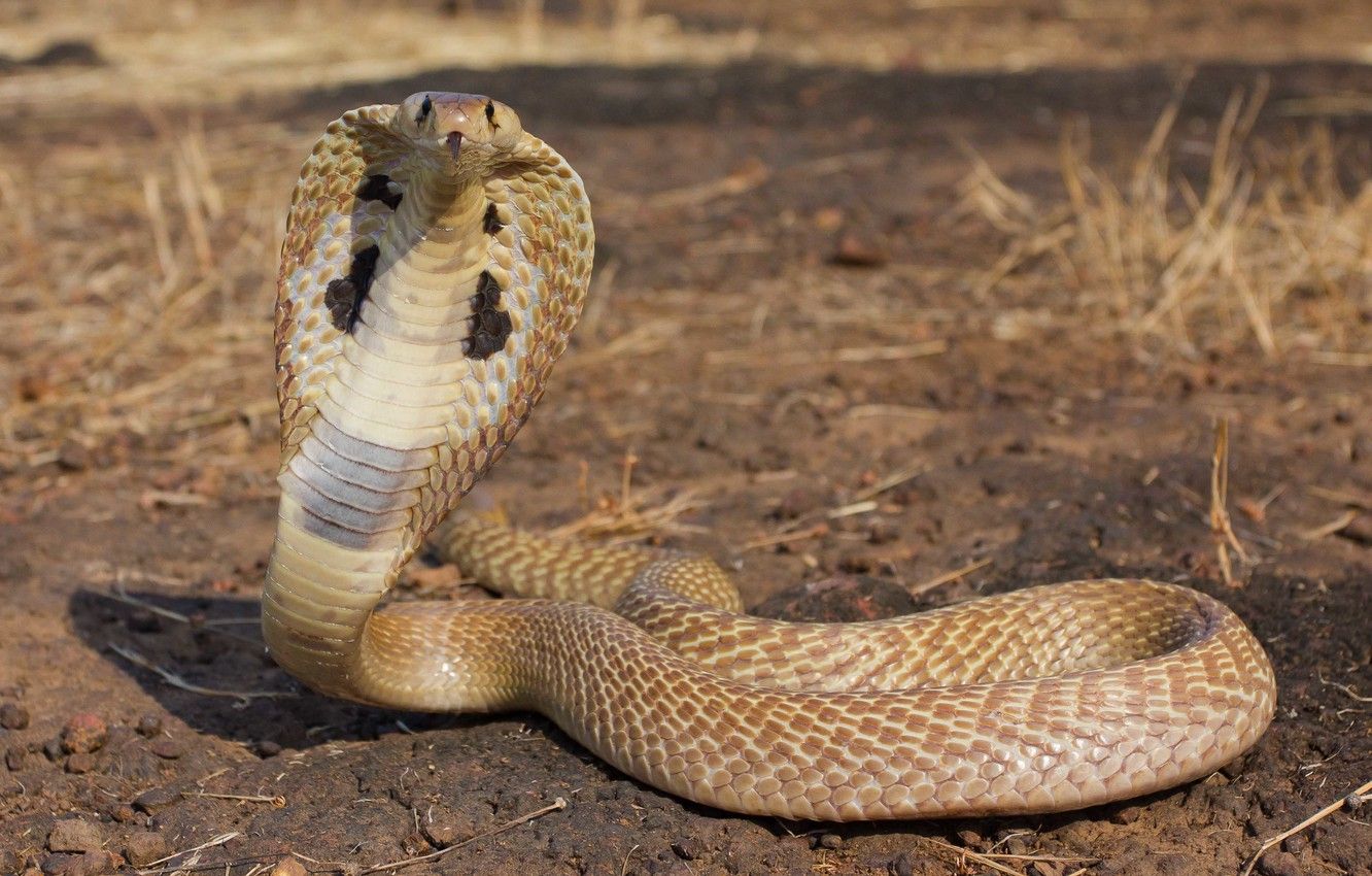 Cobra reale nel deserto, 1332x850 720p, Laptop