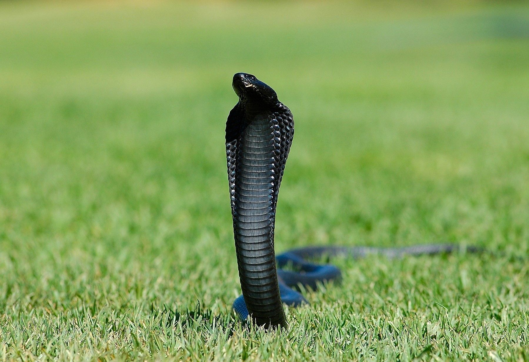 Cobra reale nero sull'erba, 1799x1231 900p, Desktop