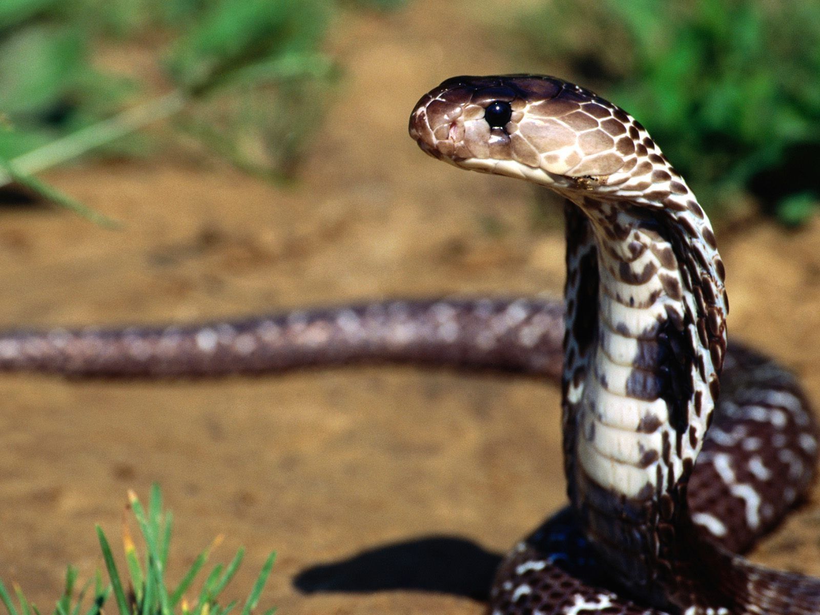 Cobra reale in posizione difensiva, 1600x1200 HD Ready, PC