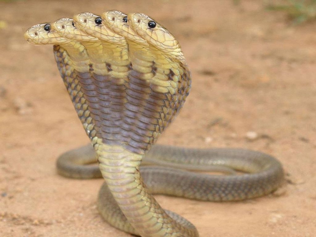 Cobra reale a cinque teste, 1024x768 HD, Desktop