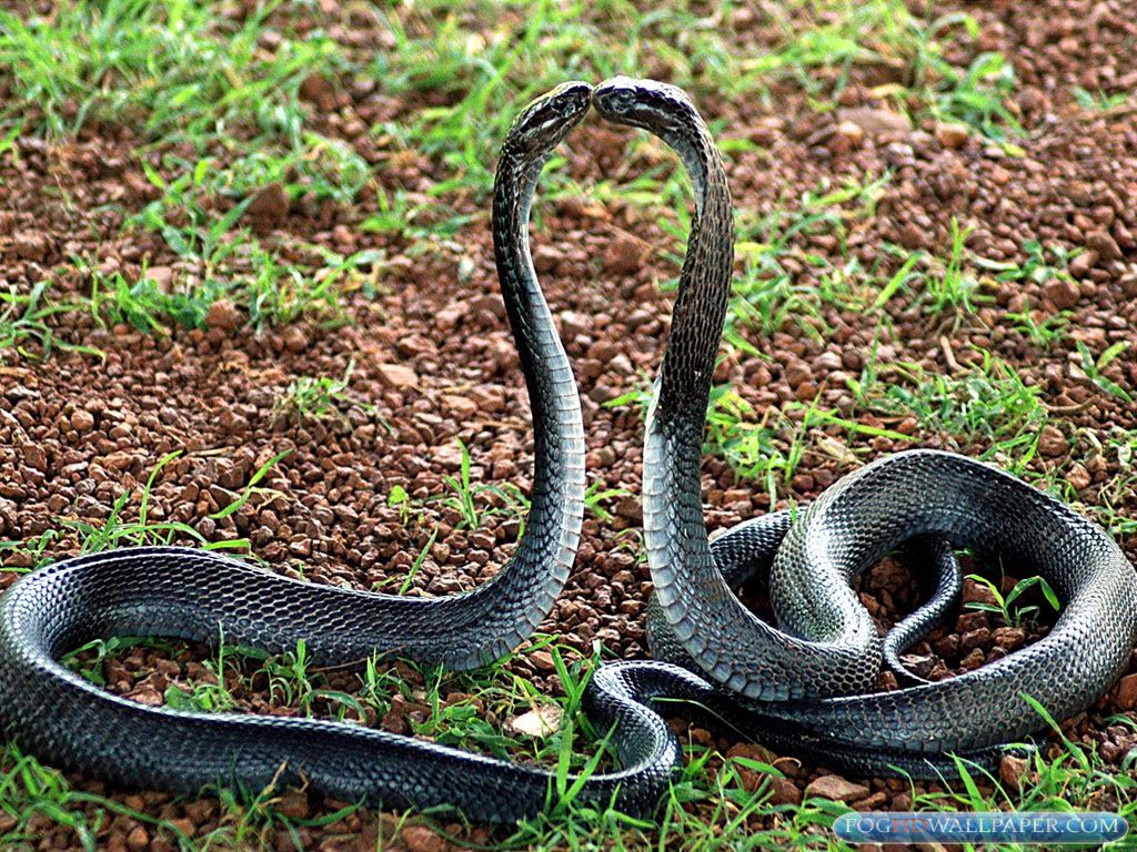 Cobra Reale eretto, 1920x1080 Full HD 1080p, PC