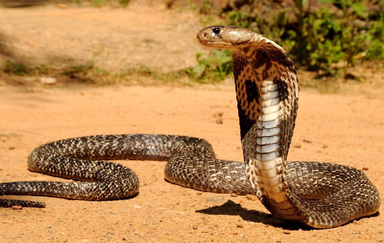 Cobra reale in posizione d'attacco, 1520x960 HD, Desktop