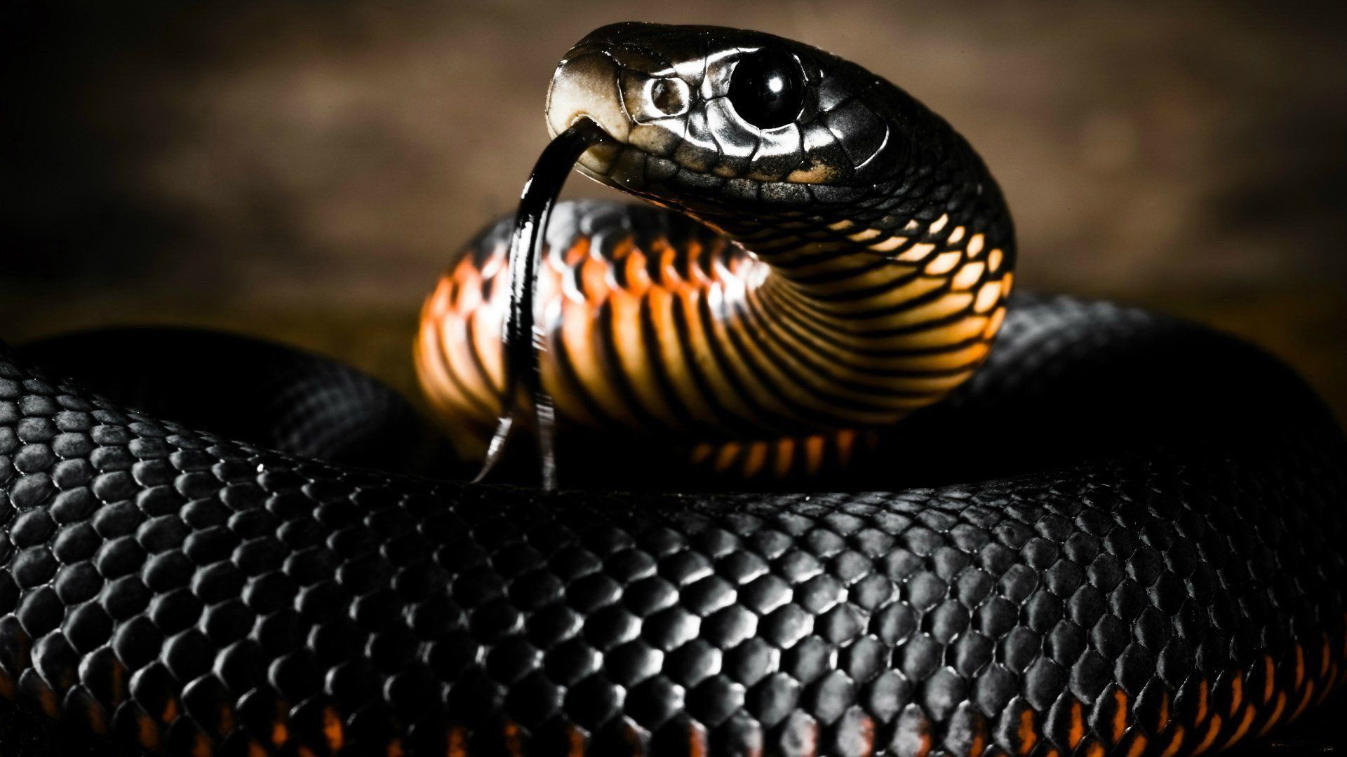 Cobra reale avvolto scuro, 1920x1080 1080p, PC Desktop