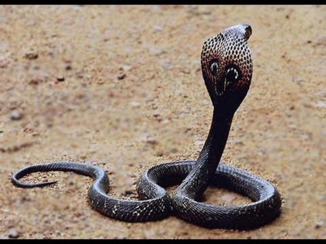 Cobra reale nero su erba, 1024x768 HD, PC Desktop