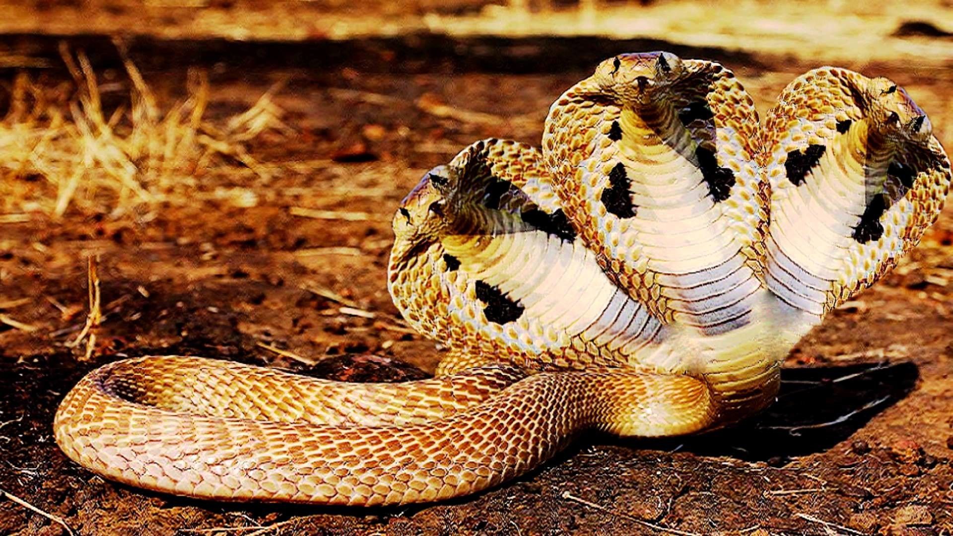 Cobra reale su sabbia, 1100x825 HD, Laptop