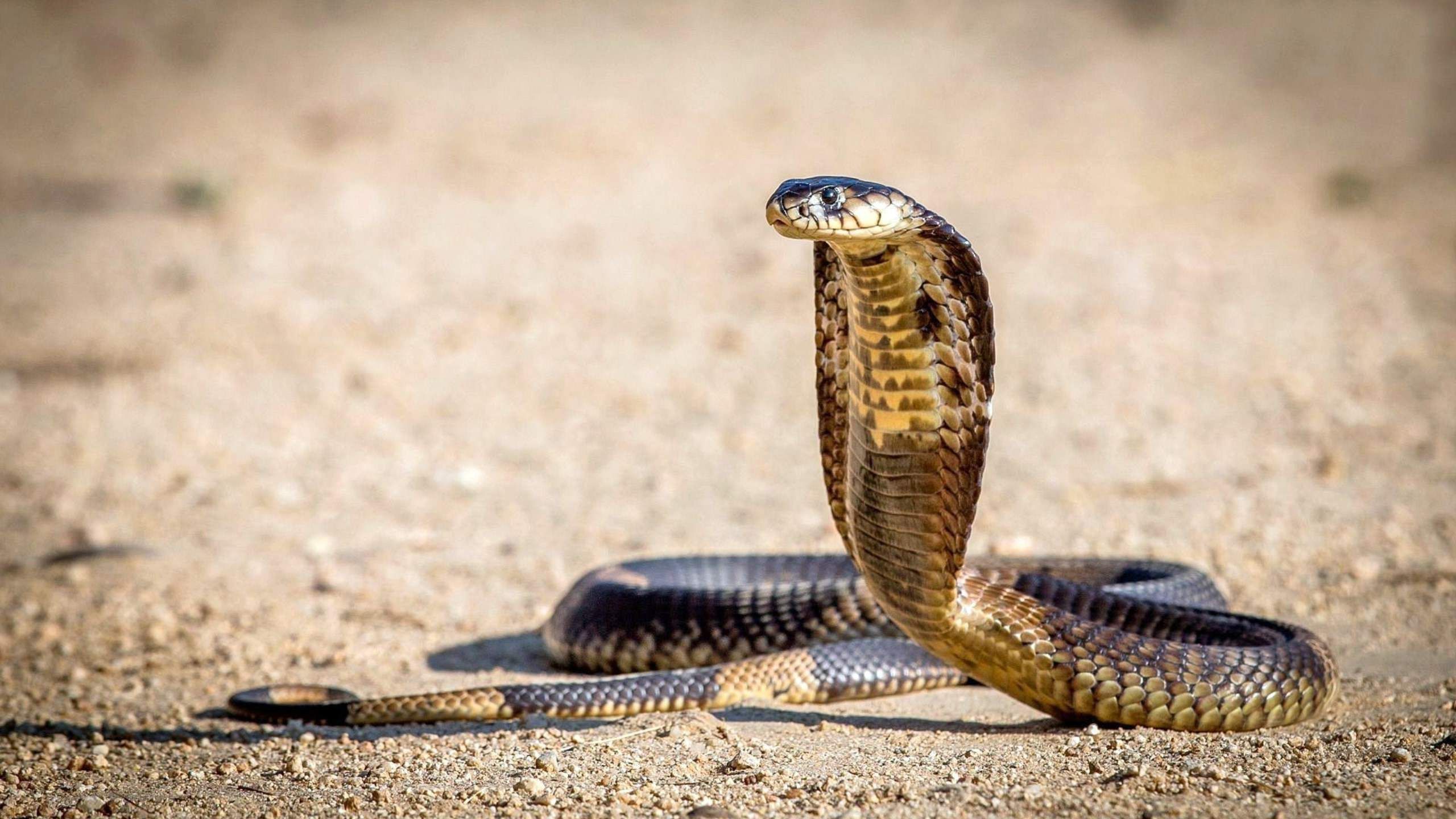 Cobra reale su terreno sabbioso, 2560x1440 1440p, Desktop