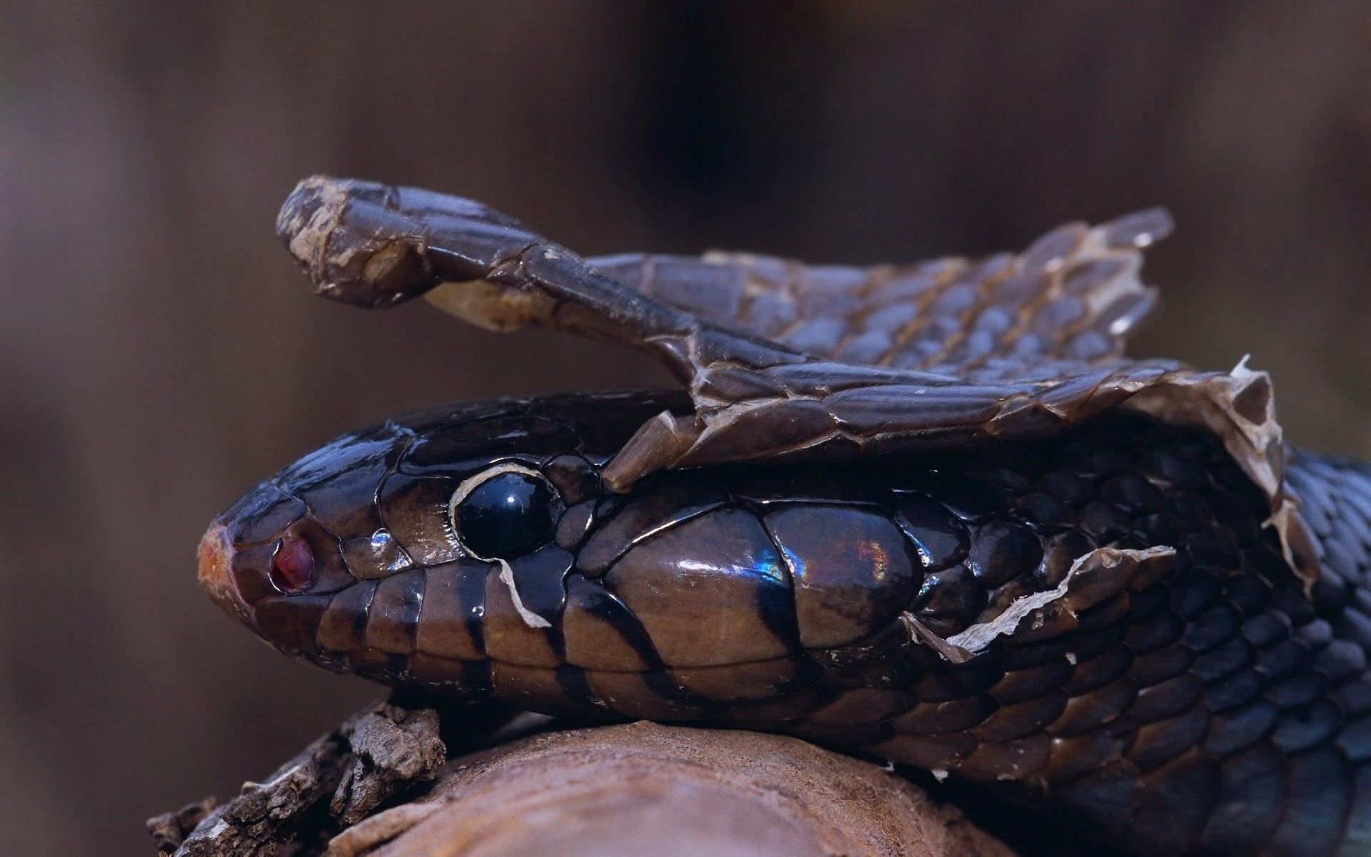 Cobra Reale muta pelle, 1920x1200 Full HD+, PC Desktop