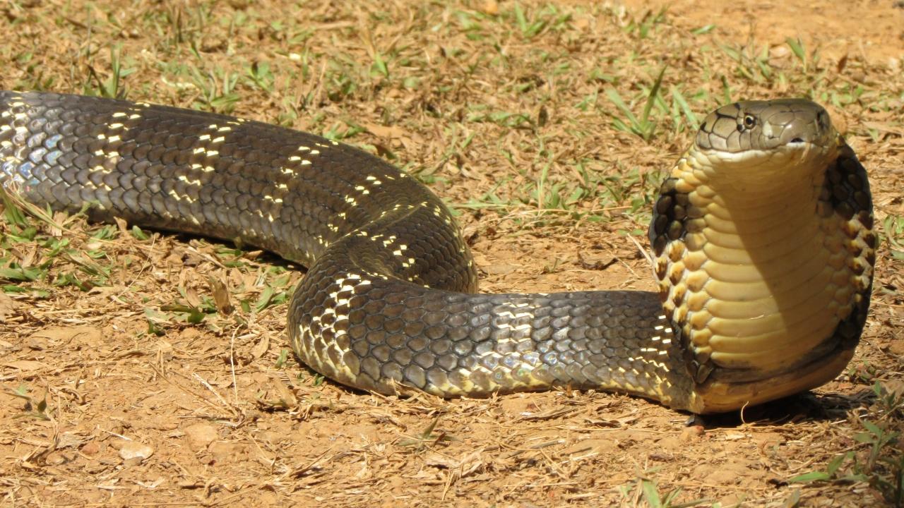 Cobra reale a tre teste, 1920x1080 Full HD 1080p, Desktop