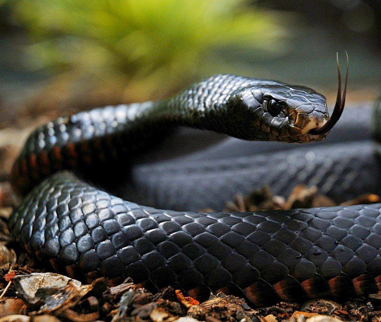 Black Mamba serpente nero, 1279x1080 HD, Desktop
