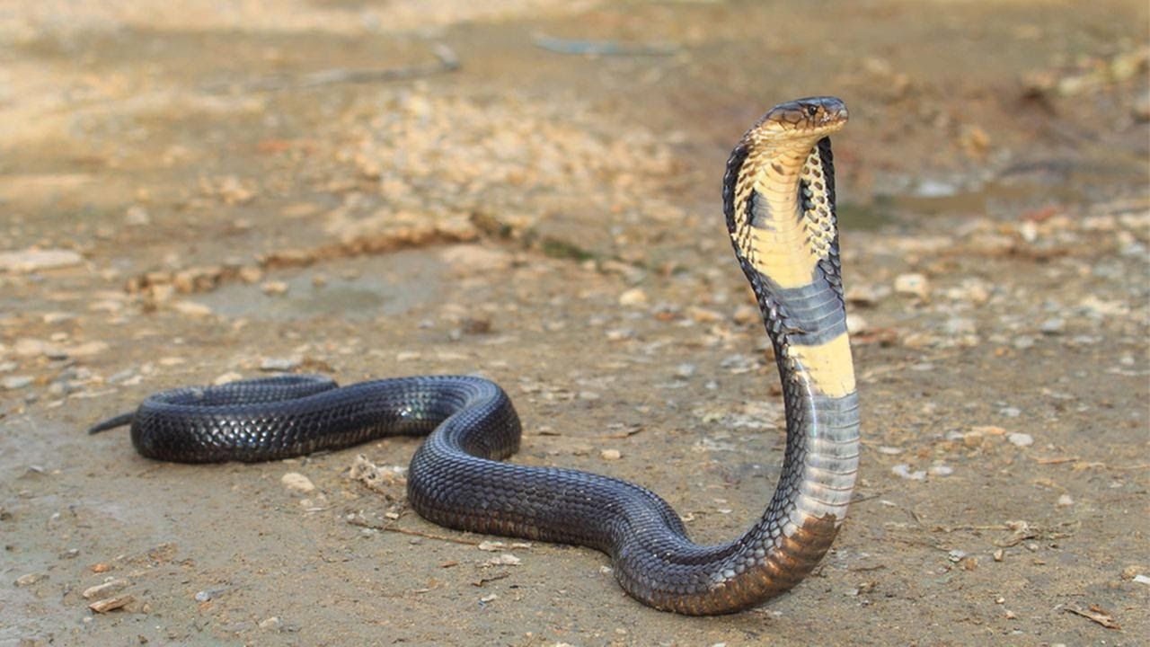 Cobra reale su terreno, 1280x720 720p, PC