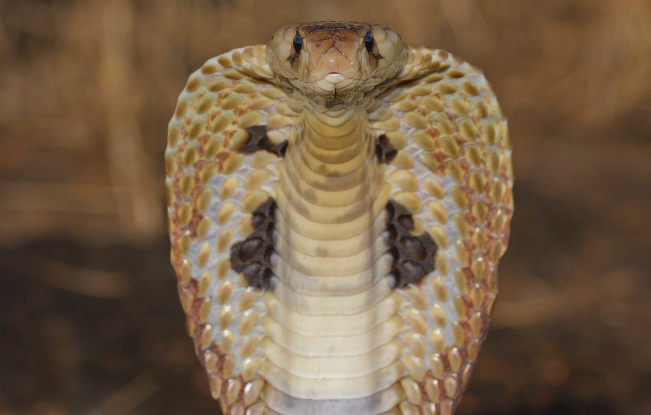 Cobra reale primo piano, 1332x850 HD, Desktop
