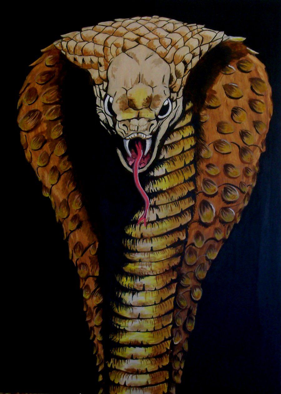 Cobra reale su terreno, 1280x720 HD, Desktop