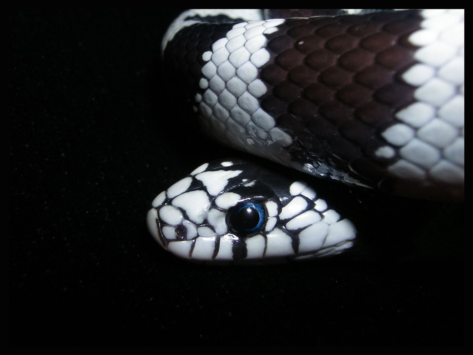 Serpente re bianco e nero, 1600x1200 HD, PC