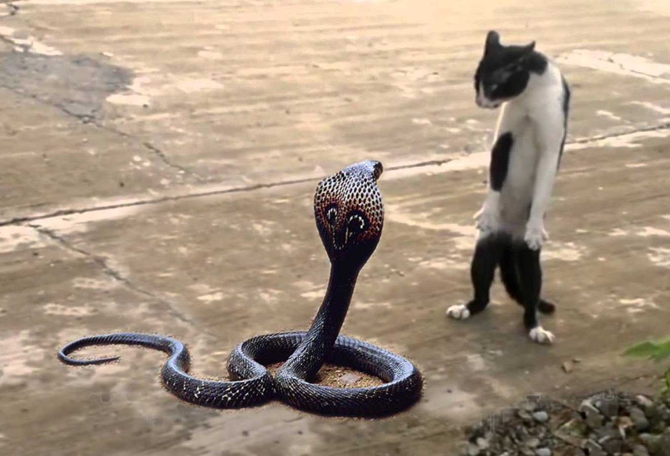 Cobra reale illustrazione arte, 900x1262 Full HD Verticale, iPhone