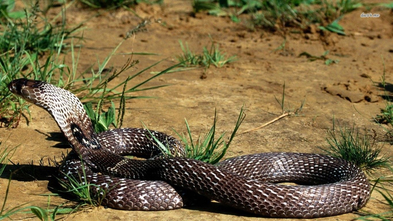 Cobra reale e gatto, 1356x924 HD, Desktop