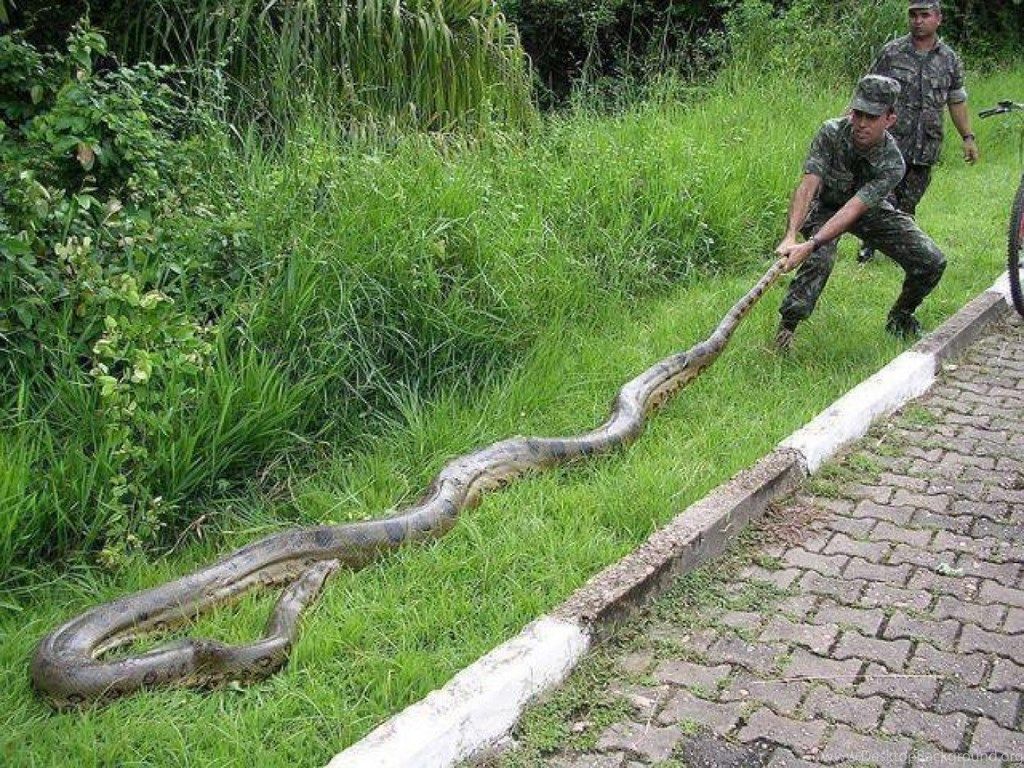 Cobra reale su terreno, 1366x768 720p, PC