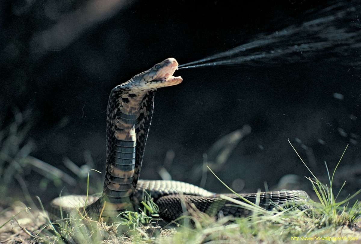 Cobra reale che sputa veleno, 1200x809 HD, Laptop