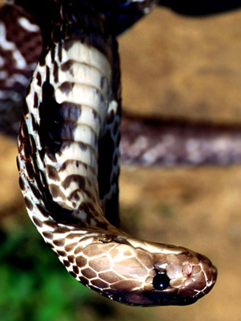 Cobra reale nell'erba, 1024x768 HD, Desktop