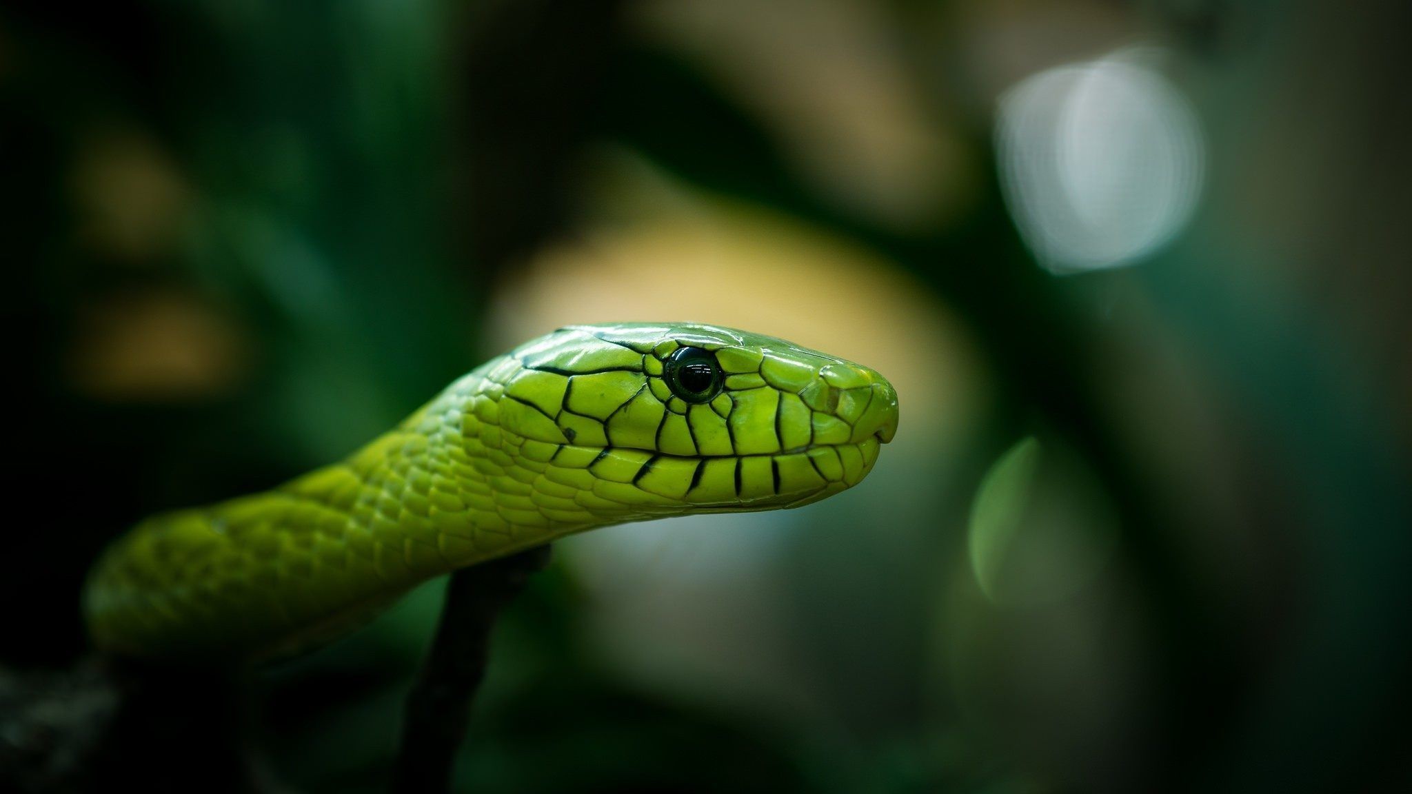 Serpente verde mamba, 2048x1152 alta risoluzione, Desktop