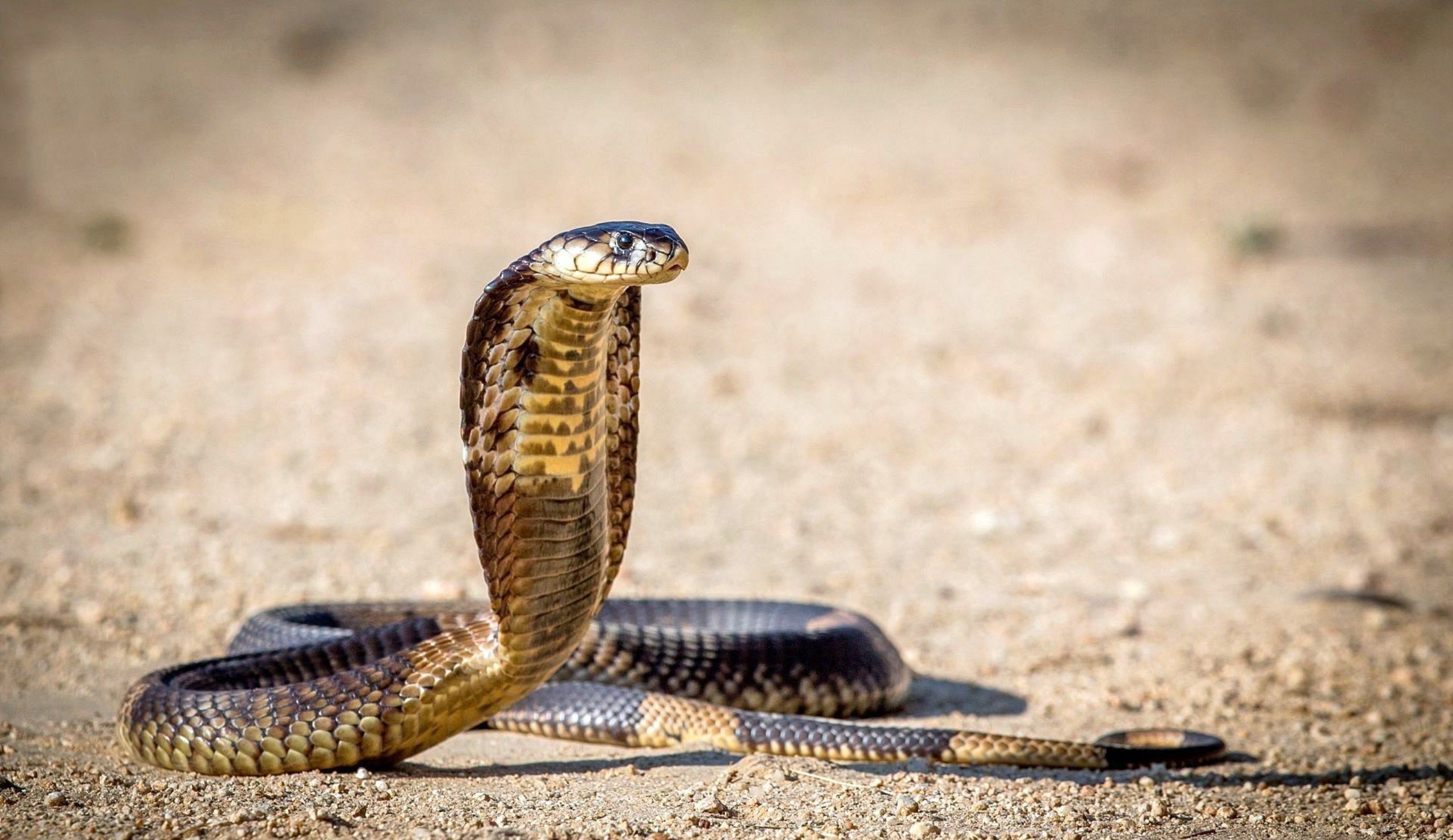 Cobra reale nel deserto, 2560x1480 2K, Desktop