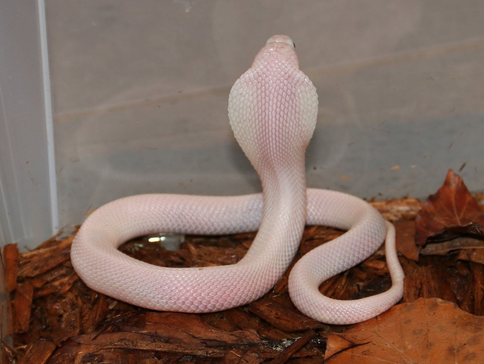 Cobra Reale su terreno secco, 1270x636 HD, PC Desktop