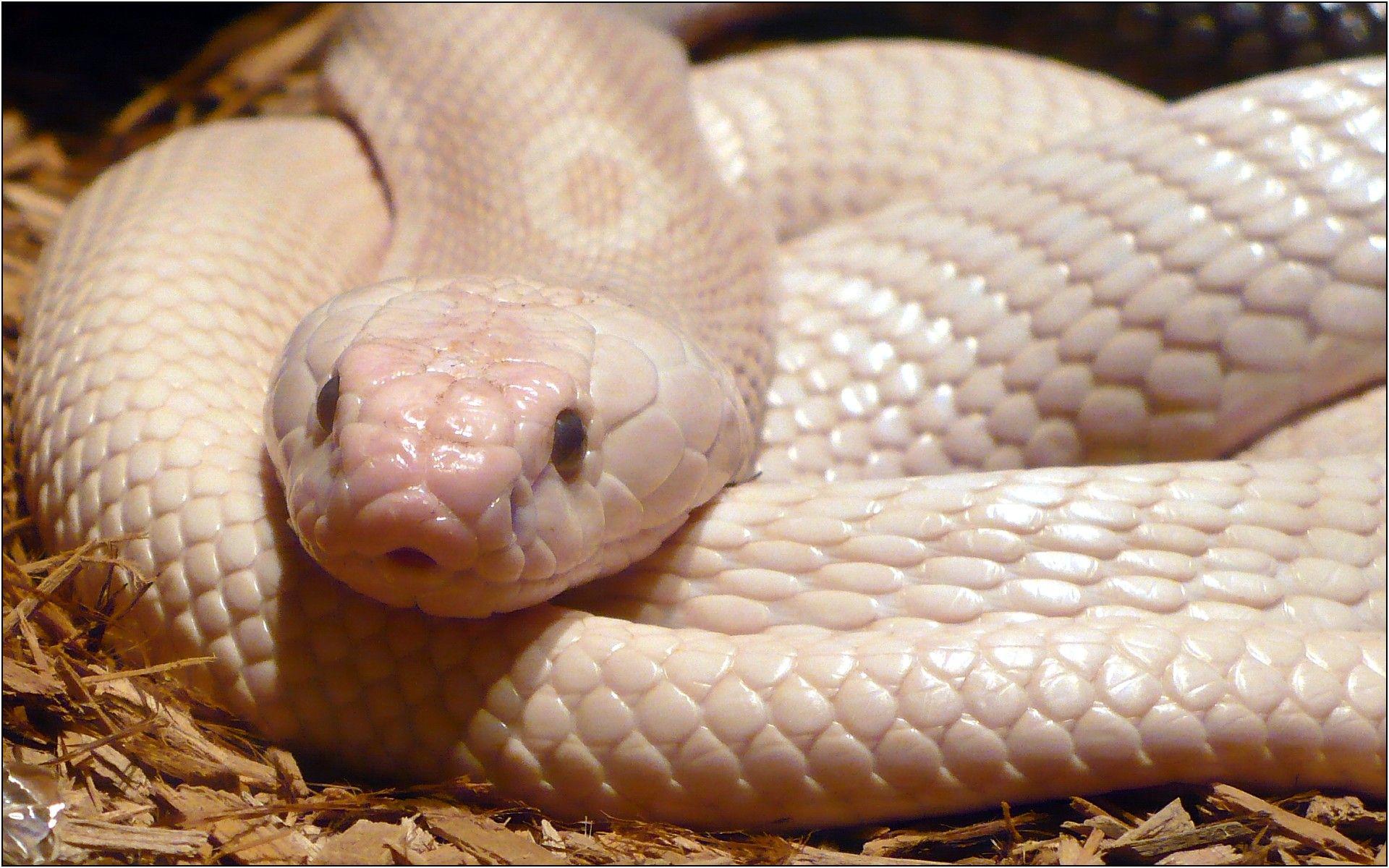 Serpente a sonagli su roccia, 1960x1488 WUXGA, Laptop
