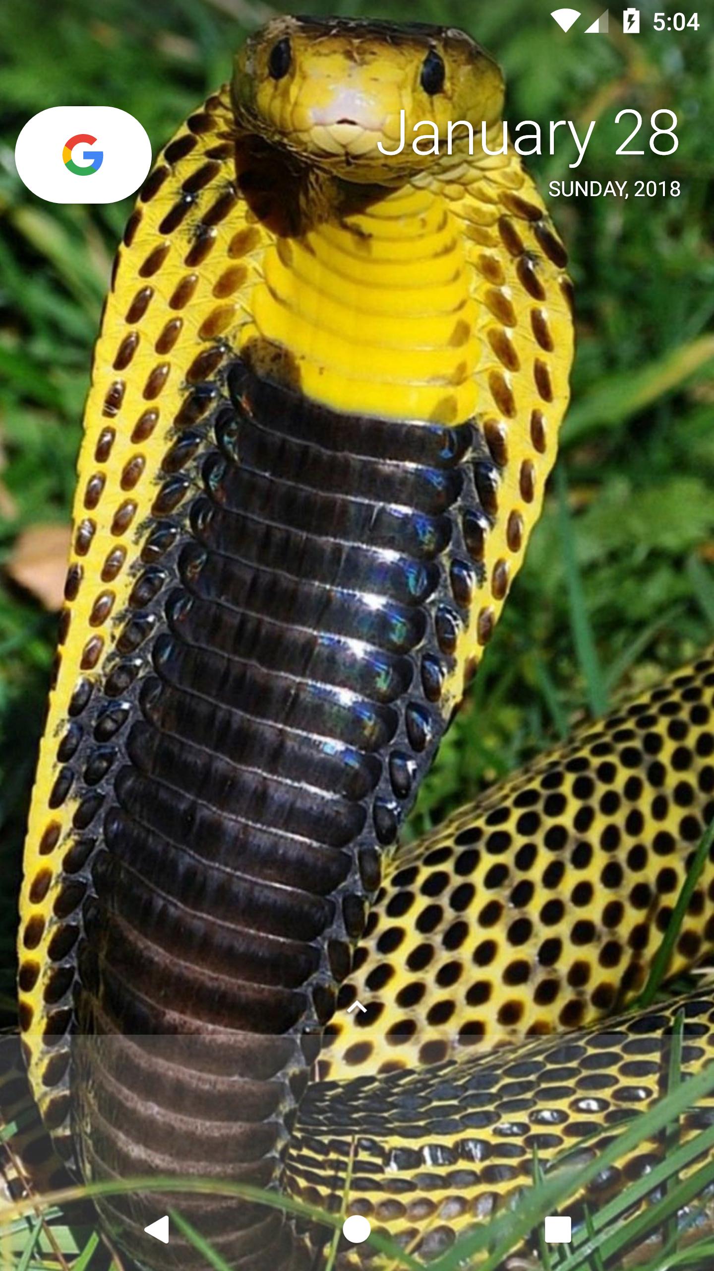 Cobra reale nero tra erba, 1920x1080 Full HD, PC