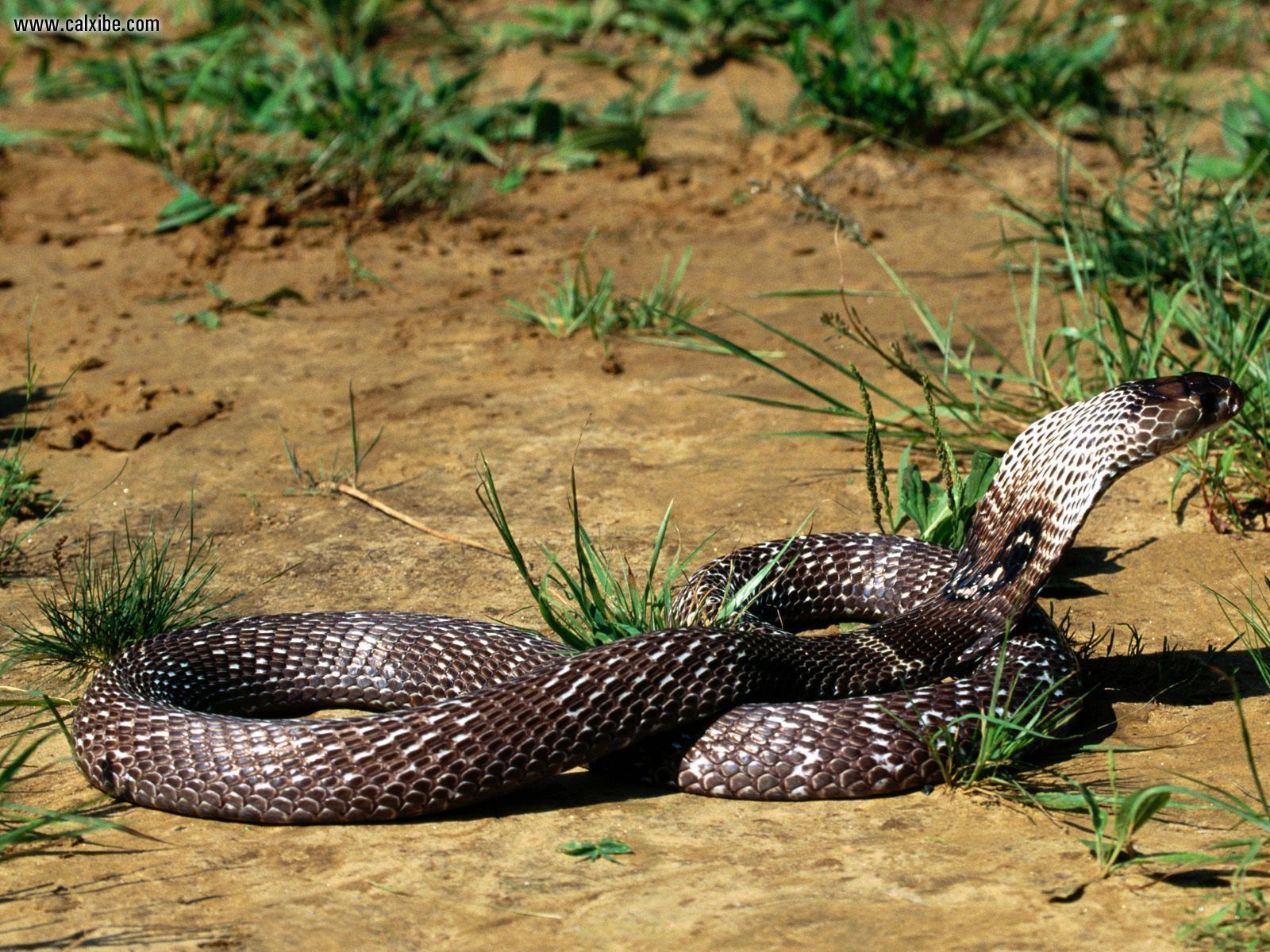 Cobra reale albino bianco, 1581x1191 720p, PC