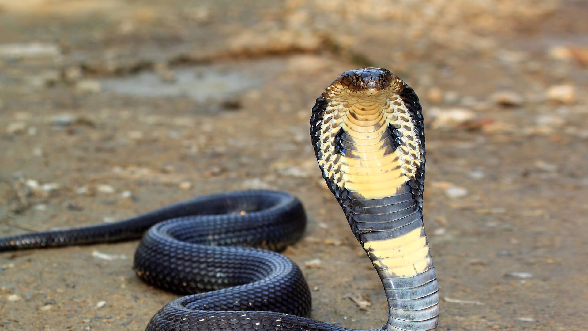 Cobra reale su terra, 1920x1080 1080p, Laptop