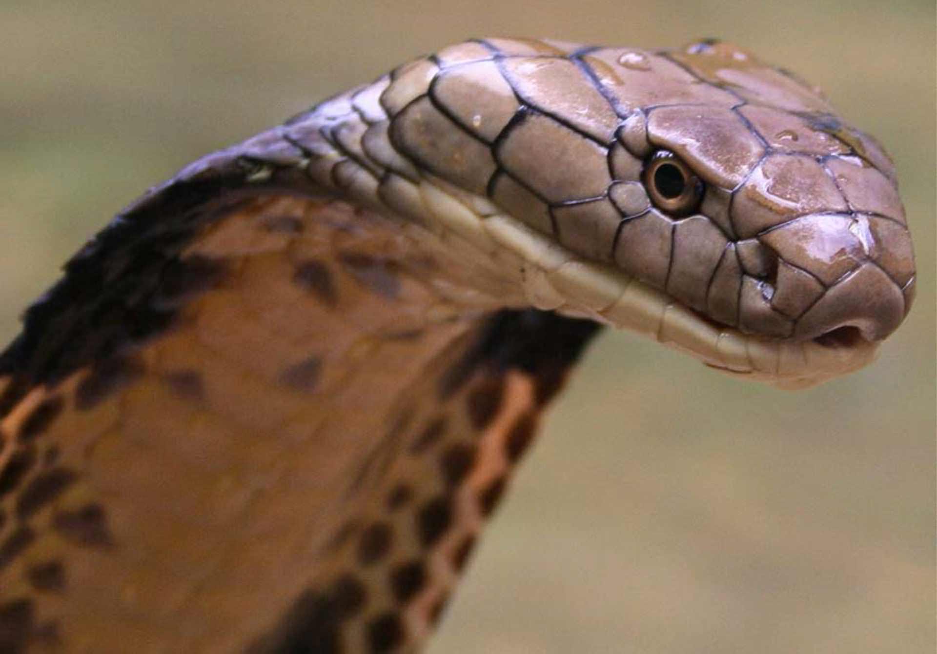 Cobra reale primo piano, 1920x1341 Full HD+, iMac