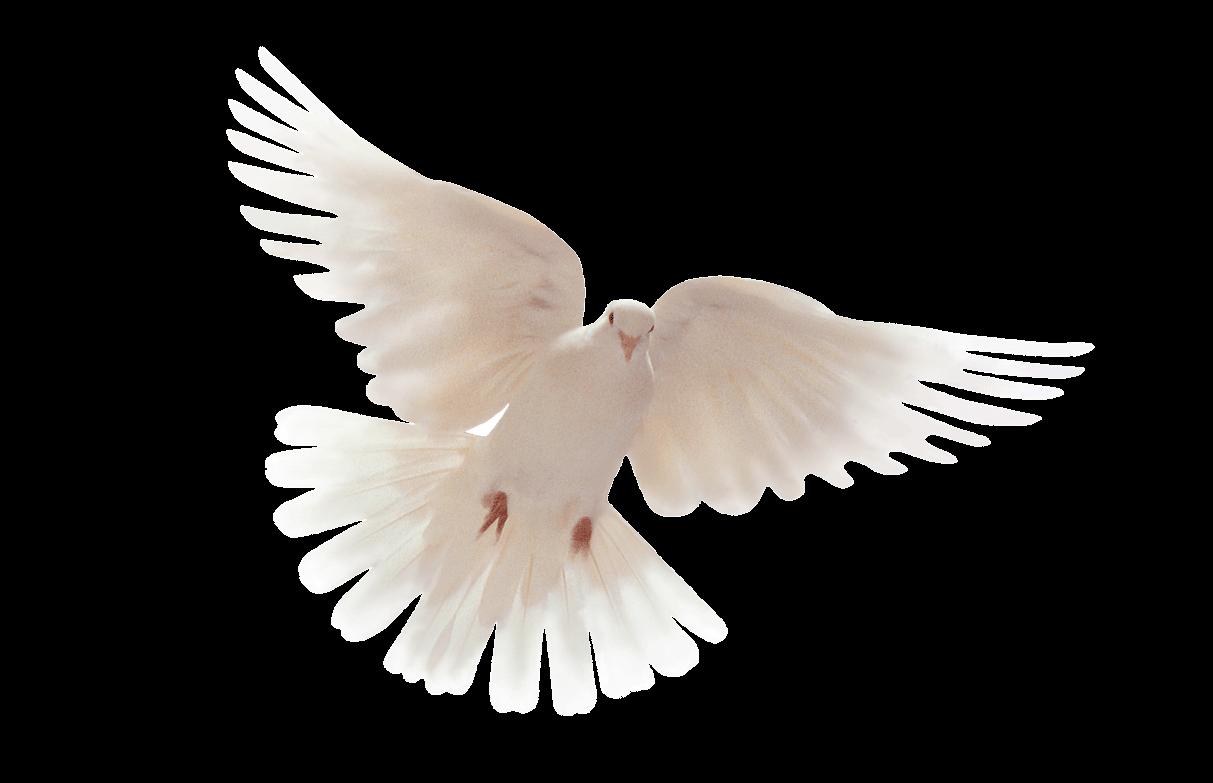 Colomba bianca in volo, 1213x783 HD, Laptop