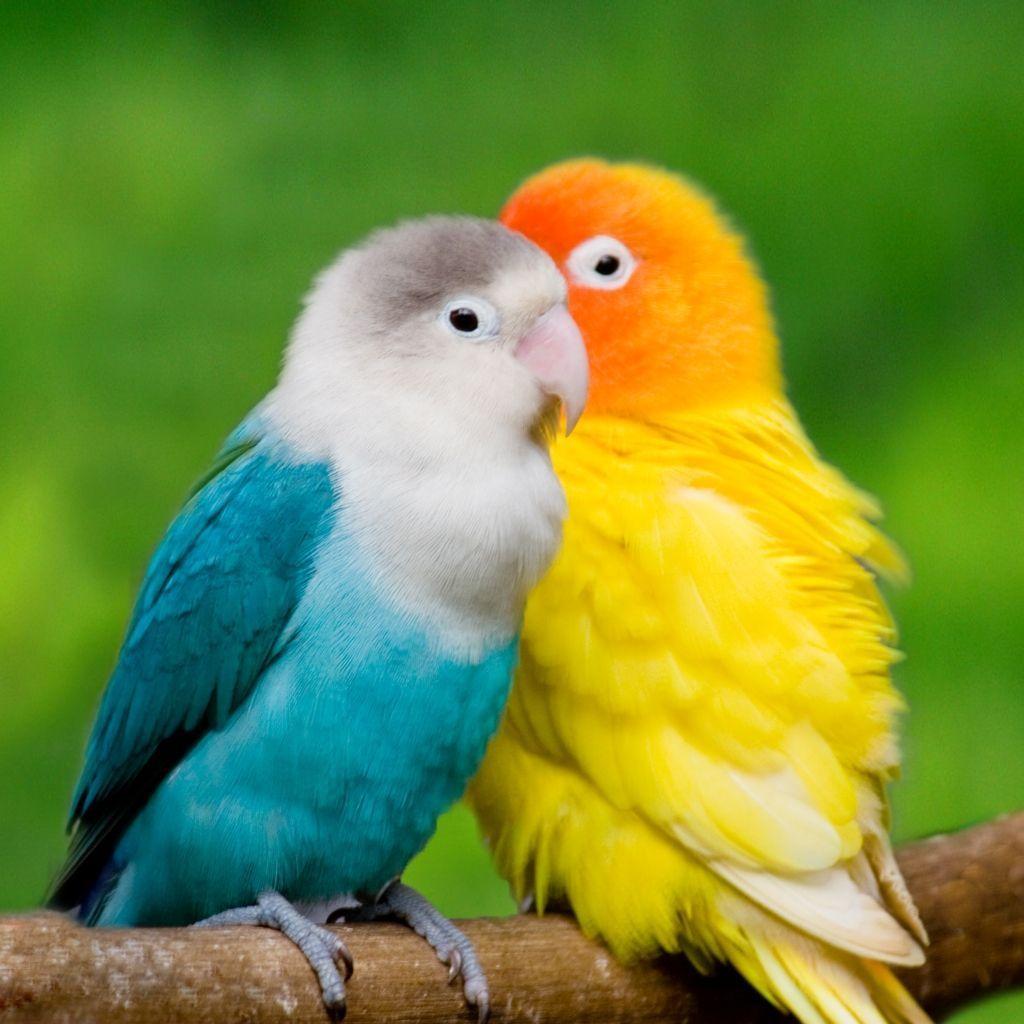 Due pappagalli inseparabili colorati, 1024x1024 HD, Desktop