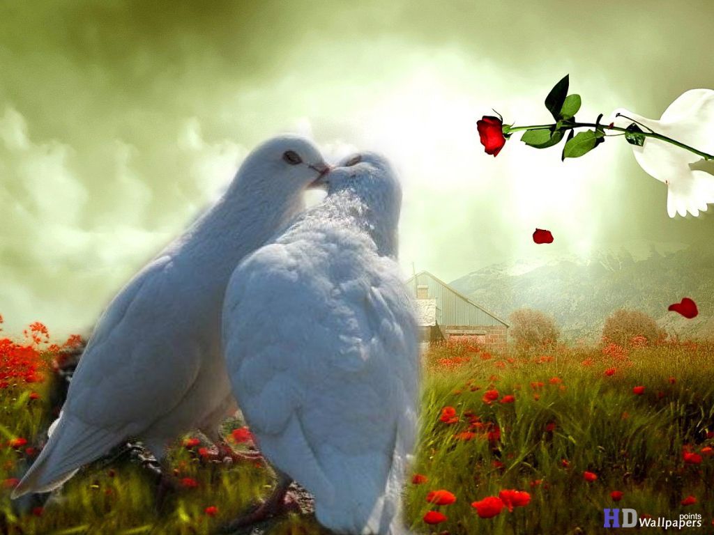 Cuore rosso con colombe, 1024x768 HD, Laptop