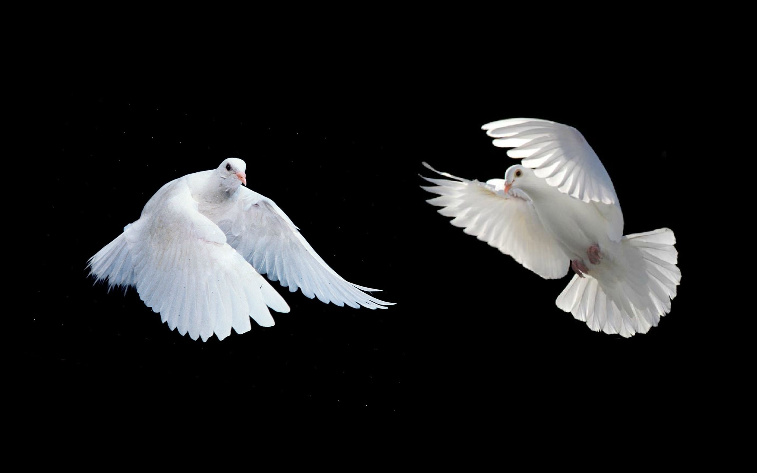 Colombe bianche in volo, 2560x1600 2K+, Laptop