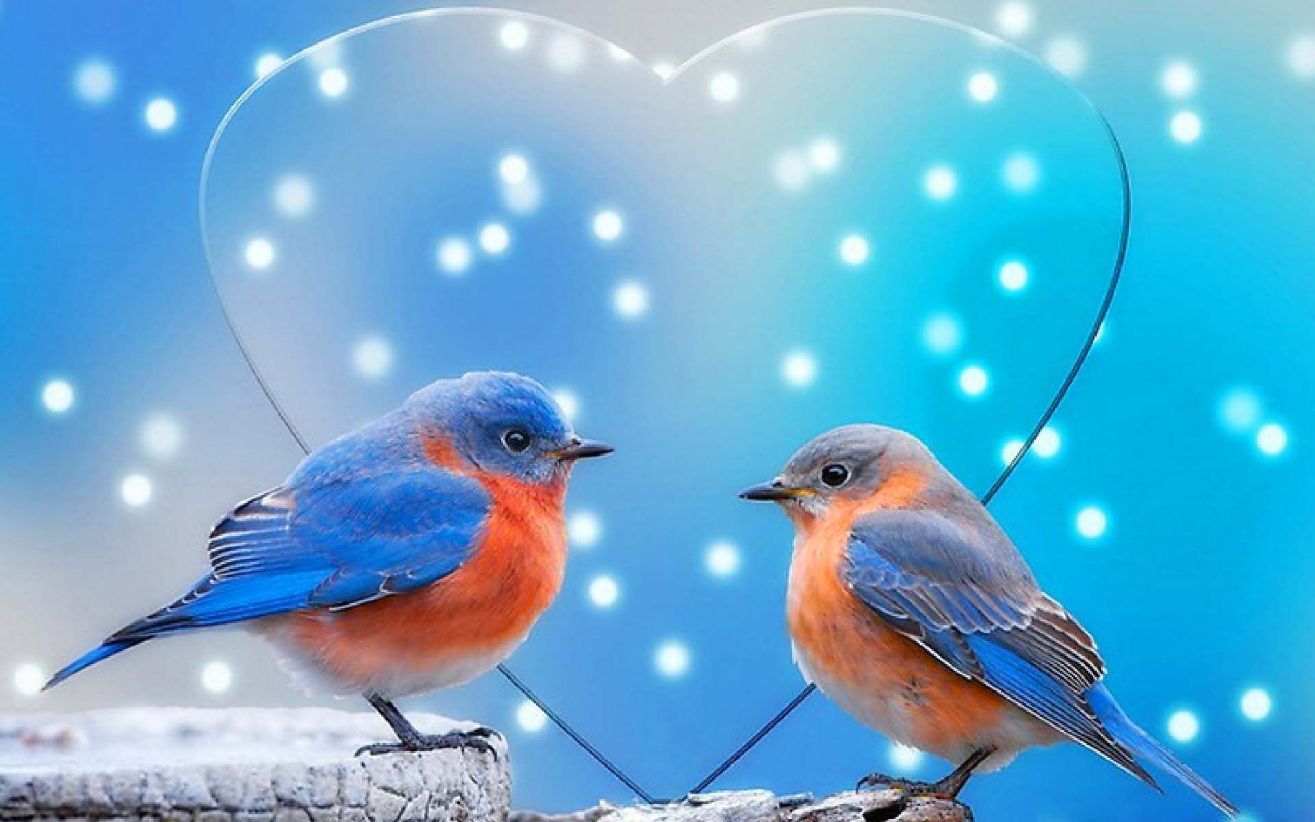 Coppia uccellini con cuore luminoso, 1920x1200 Full HD+ WUXGA, Desktop