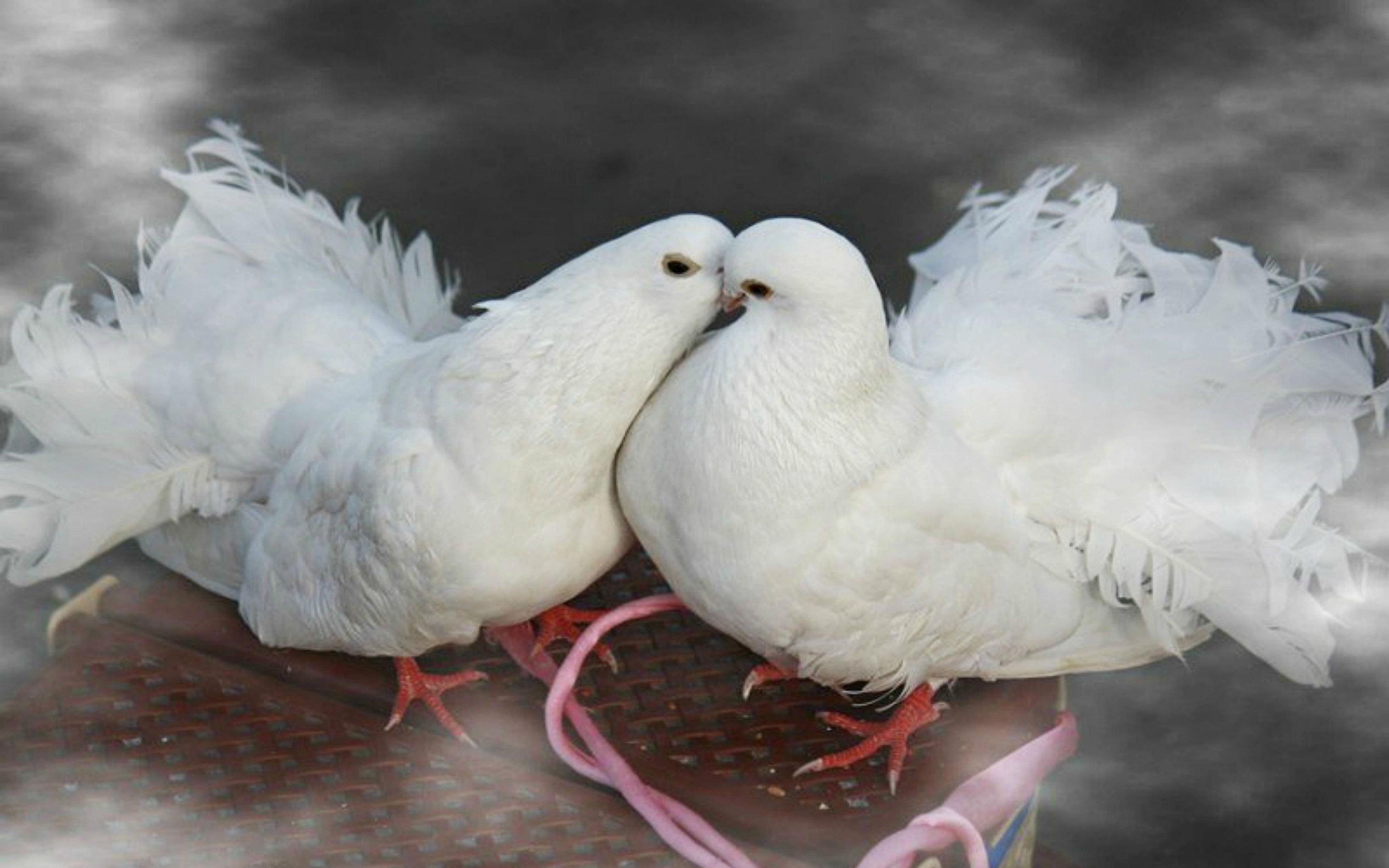 Colombe bianche con cuore ornato, 1200x1200 HD, Desktop