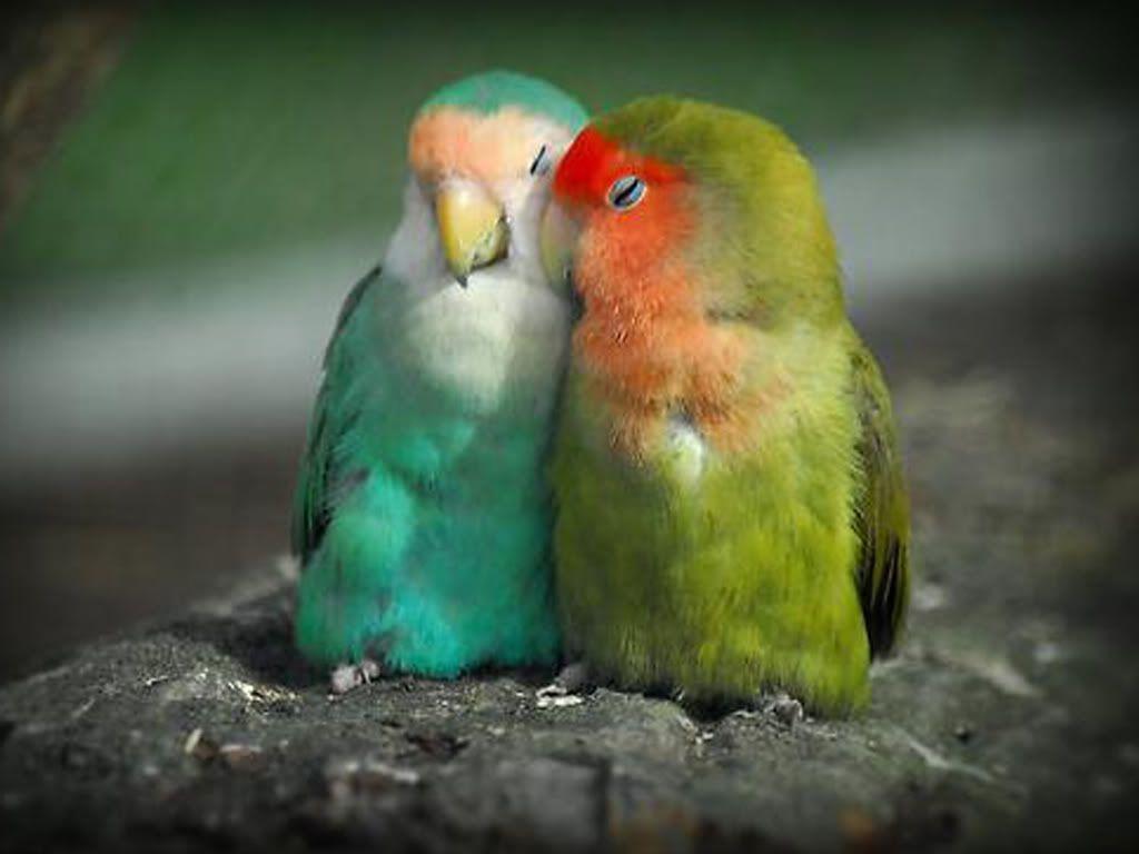 Coppia di inseparabili colorati, 1024x768 HD, PC