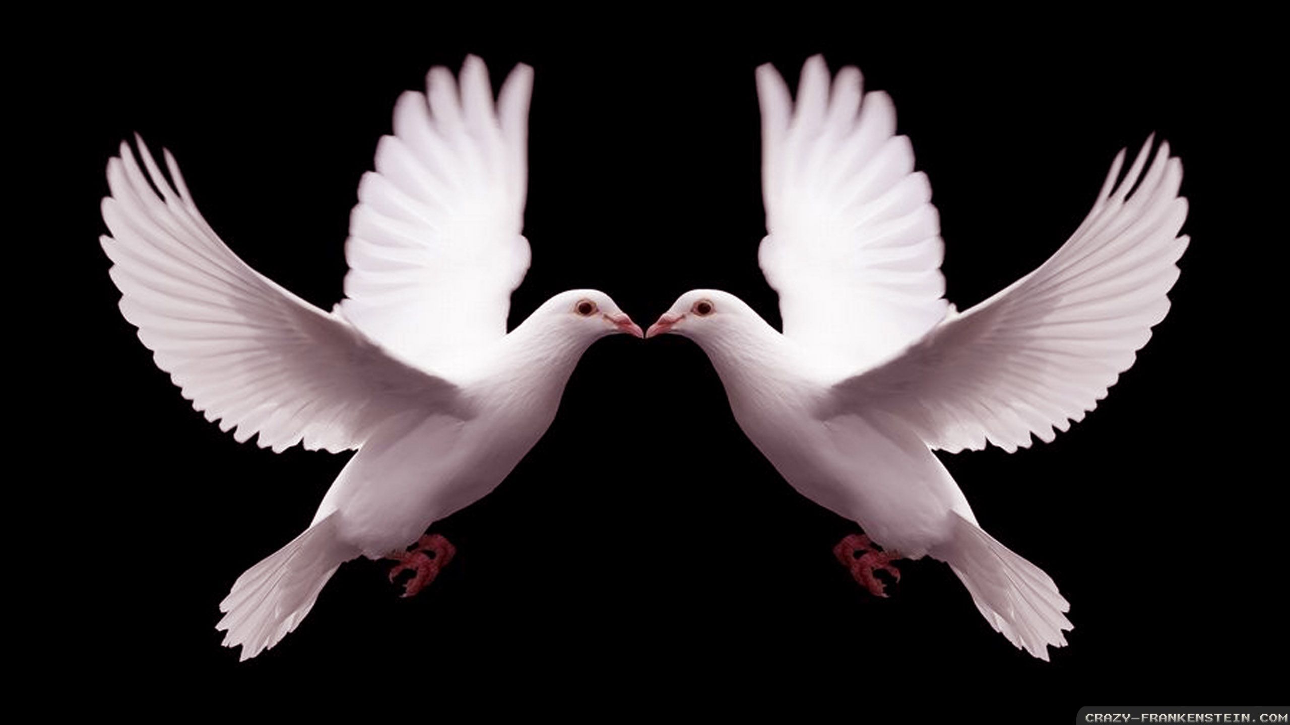 Due colombe bianche che si baciano, 2560x1440 QHD, Laptop