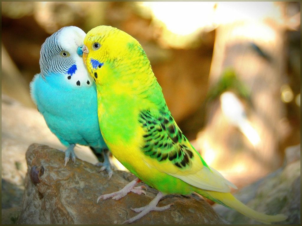 Due pappagallini colorati innamorati, 1024x768 HD, Laptop