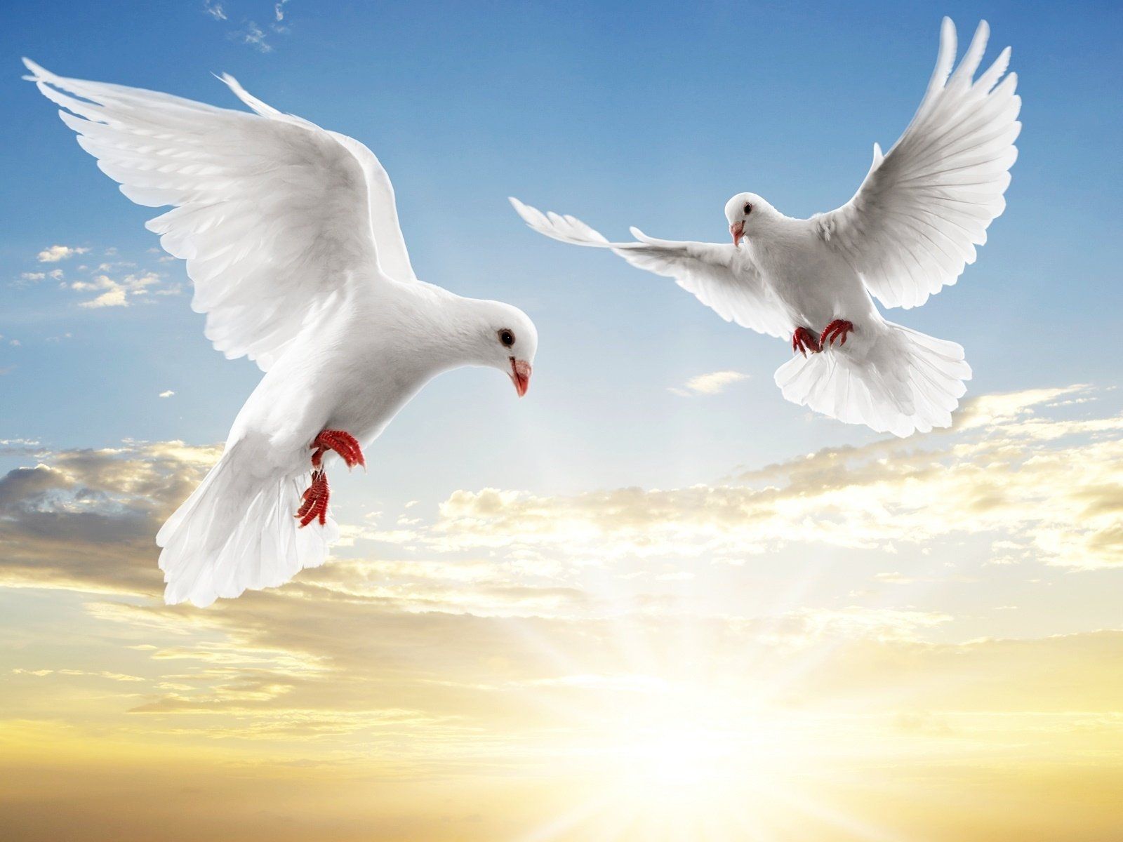 Colombe bianche in volo, 2560x1600 WQXGA, Desktop