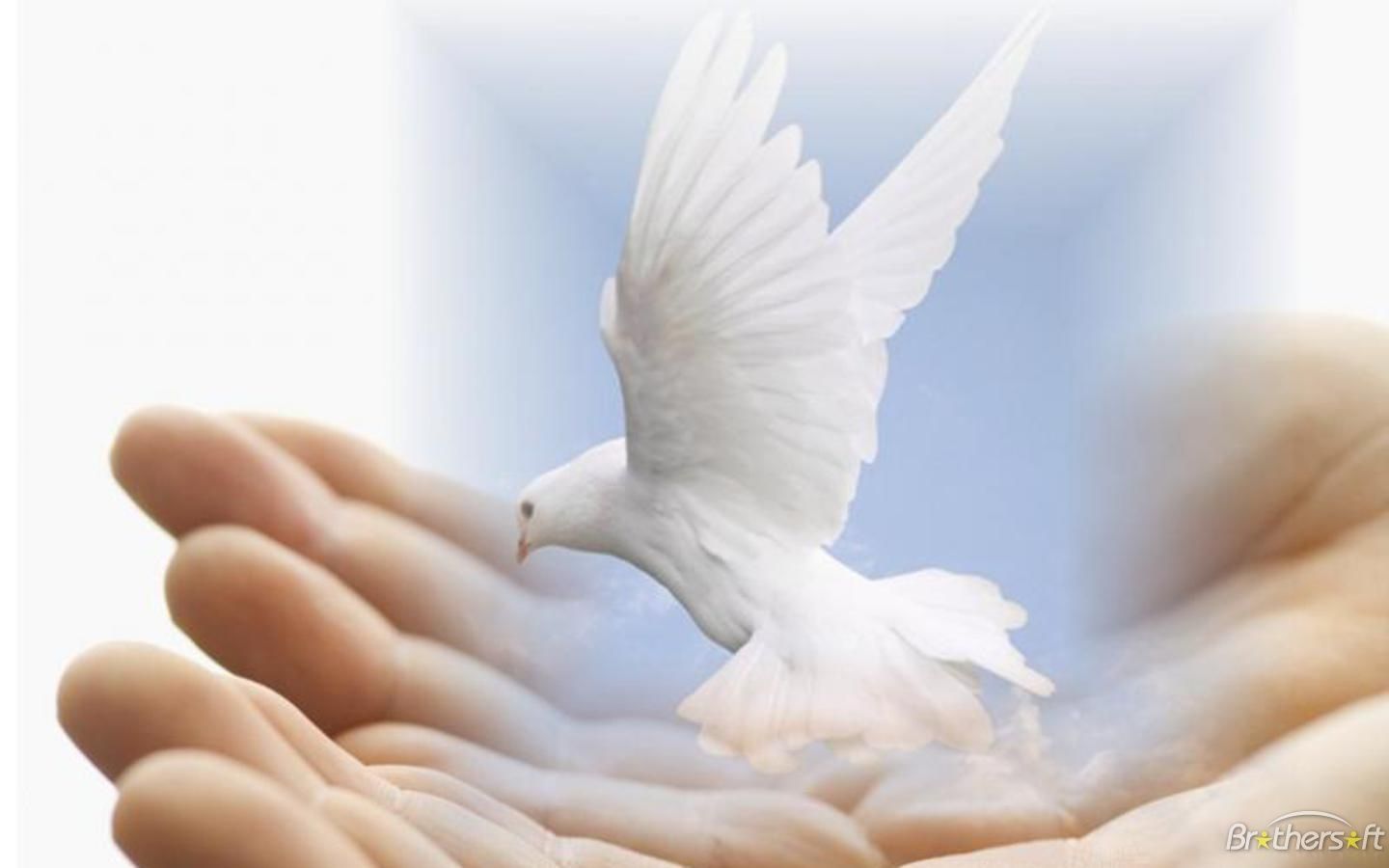 Colombe bianche dell'amore, 1920x1200 Full HD+, Laptop