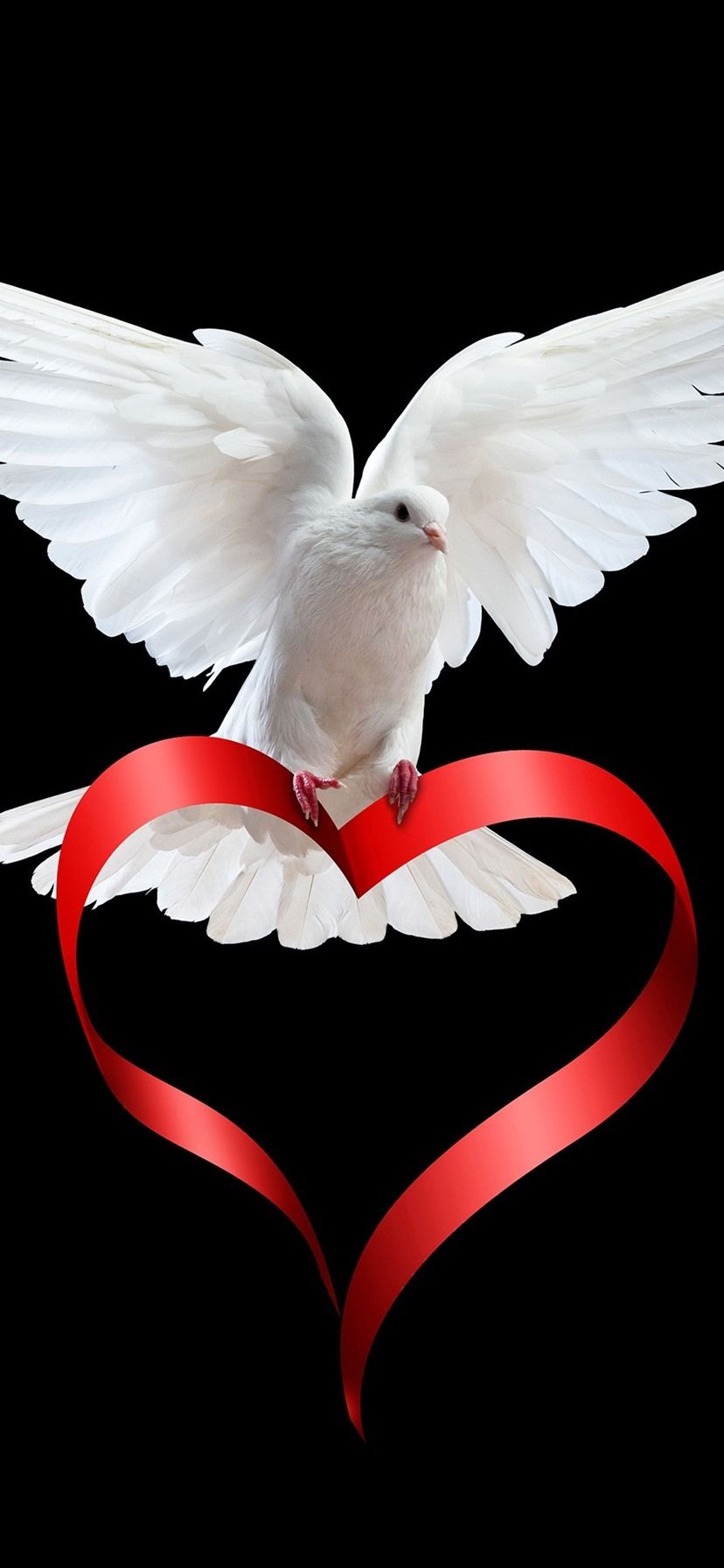 Colomba bianca con nastro cuore, 828x1792 Full HD Verticale, iPhone