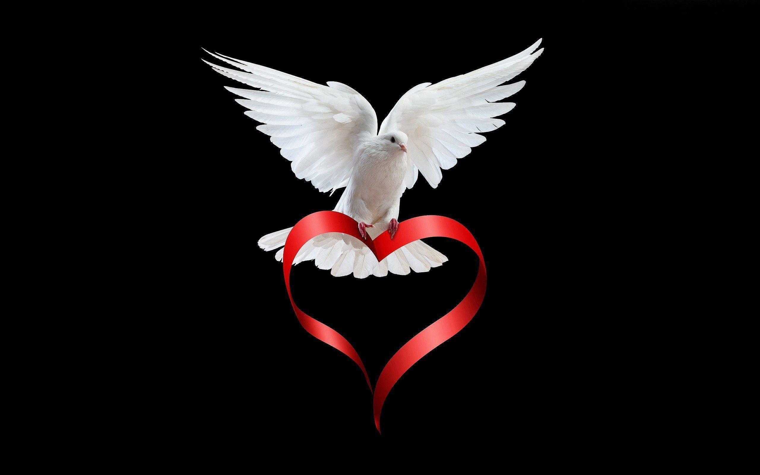 Colomba bianca con nastro cuore, 2560x1600 2K+, Desktop