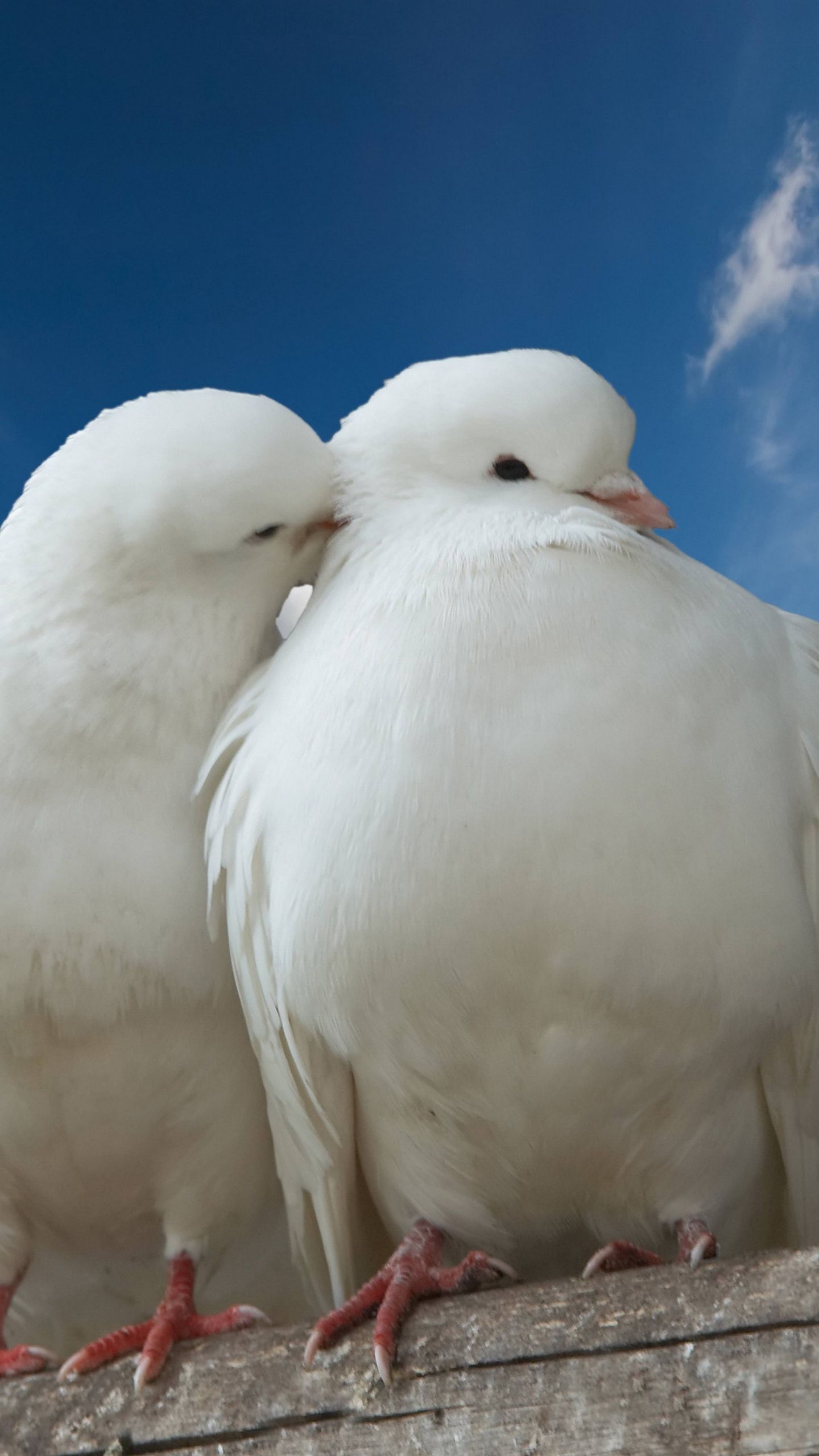 Due cacatua rosa mangiatoia, 2560x1600 2K+, Desktop