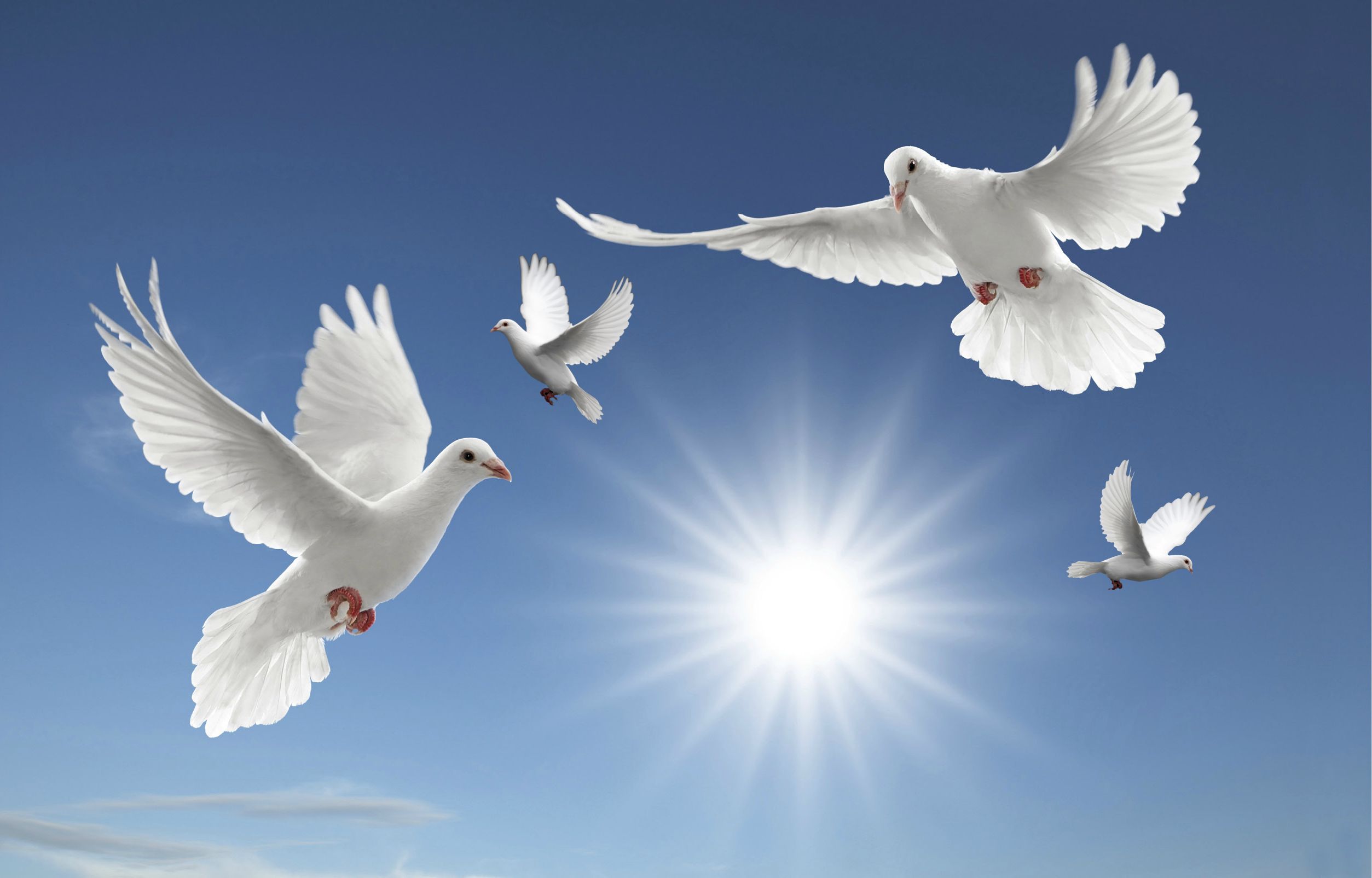 Colombe bianche volanti cielo, 2507x1605 Hi-Res, iMac