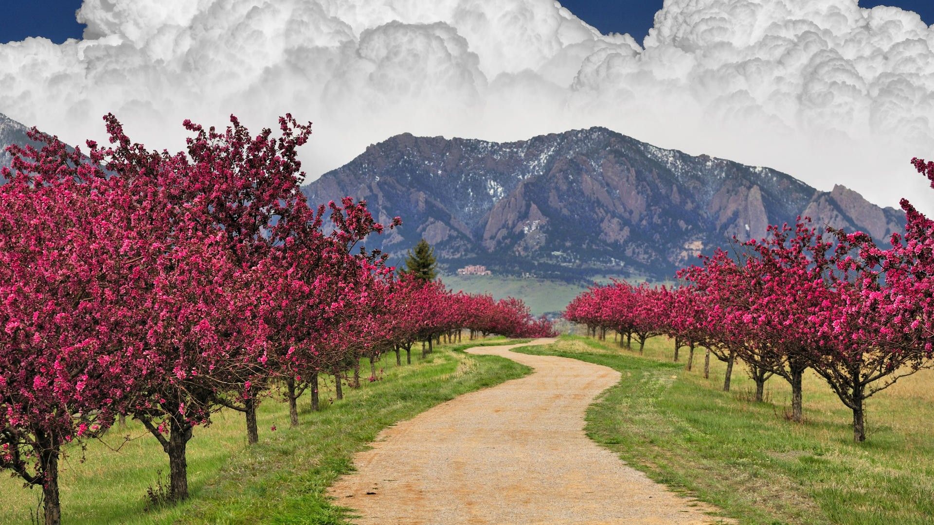 Alberi fioriti rosa, montagna Colorado, 1920x1080 1080p, Desktop