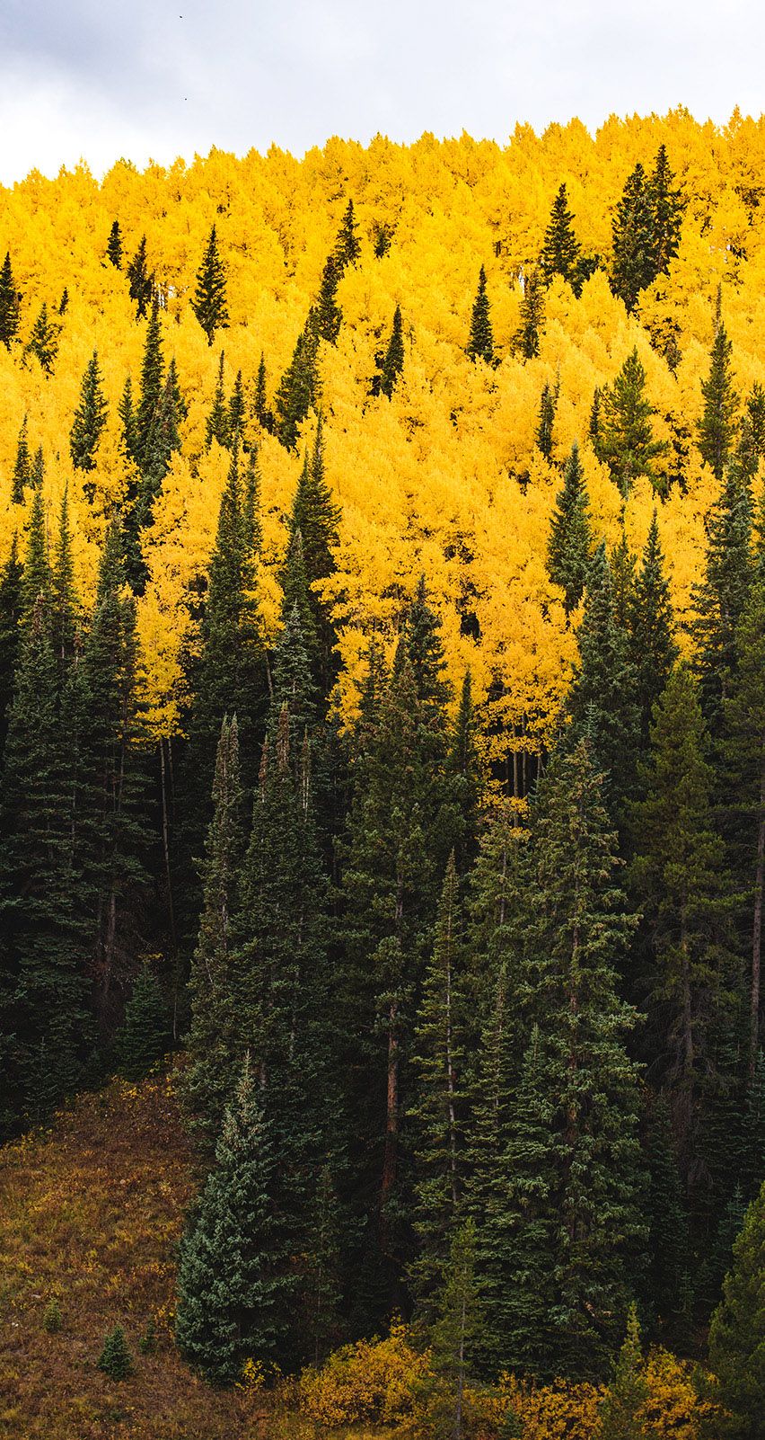 Foresta autunnale Colorado, 852x1602 Verticale, Mobile