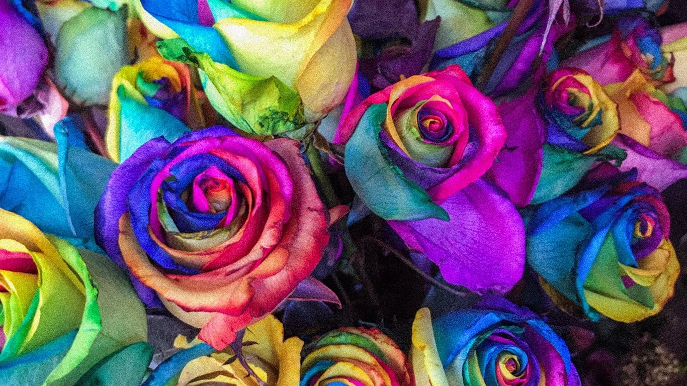 Rose colorate arcobaleno, 1366x768 HD, Acer Nitro