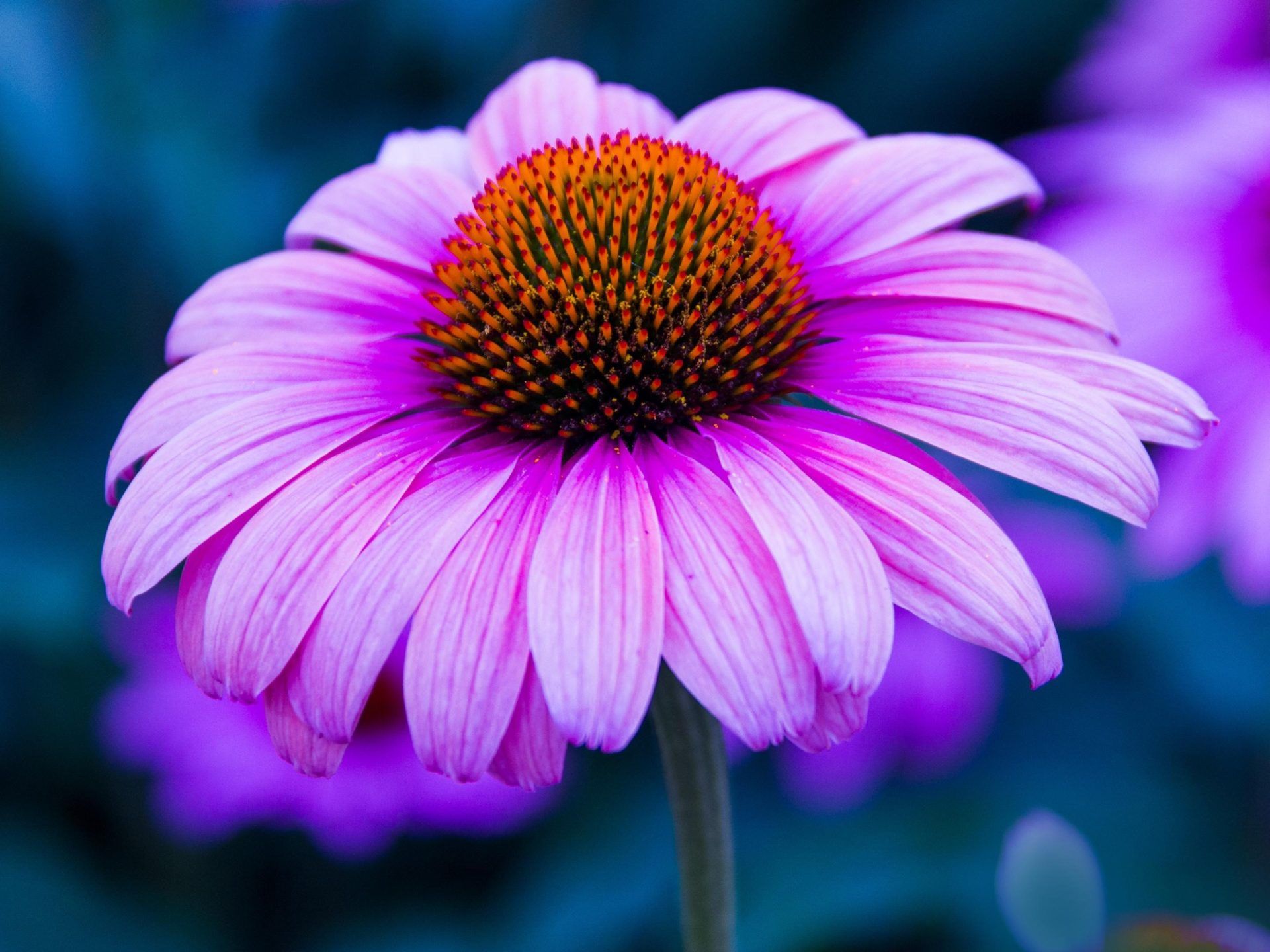 Fiore di echinacea viola, 1920x1440 Full HD+, Laptop