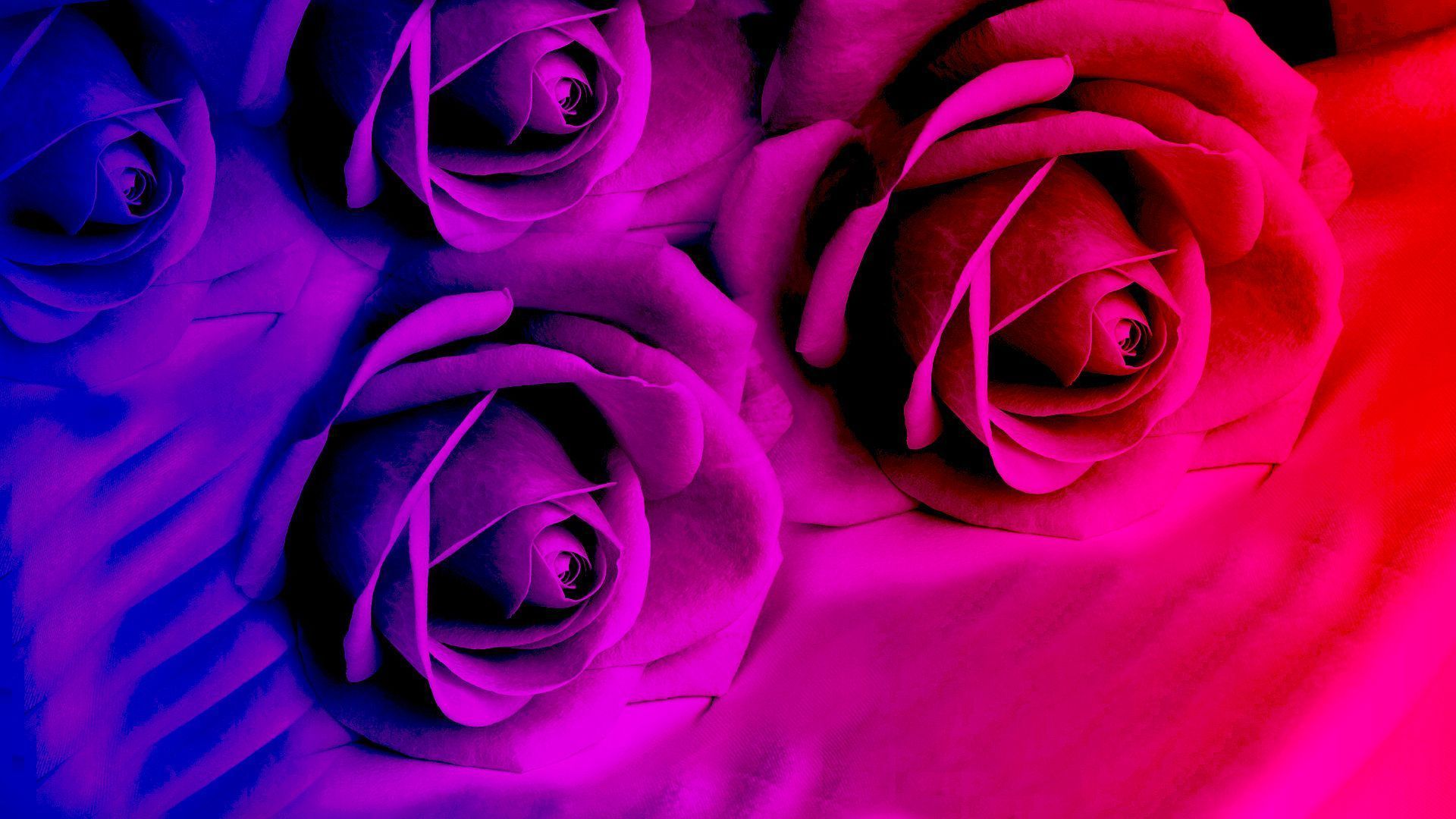 Rose viola e rosa neon, 1920x1080 1080p, Desktop